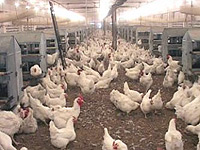 Минсельхоз предлагает сократить квоты на импорт мяса птицы