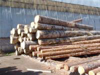 Виктор Зубков: Мы не должны просто снабжать соседей кругляком