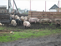 � ��������� ������� ��������� ����������� ����