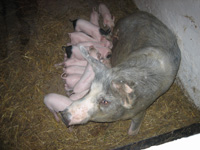 Африканская чума добралась до Краснодарского края