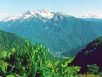 В Сочи пересчитают птиц