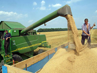 Гордеев: Государство планирует закупить от 6 до 8 млн тонн зерна