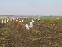 В Ростове ждут возрождения сельского хозяйства