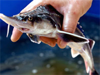 ���������� ����� �� ����� ���� � �������� ����� ��������