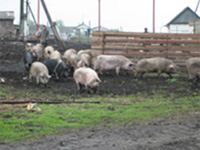 На Ставрополье забито свыше 11 тыс свиней в очагах африканской чумы