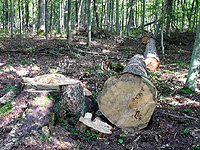 ���� ����������� ������ �� ���������� ������� �������� � �����������