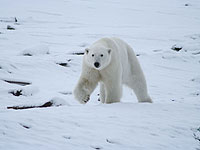 Канадский премьер пытается сесть на уходящий арктический ледокол