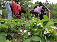 Владельцев дачных участков избавят от затрат по межеванию земли