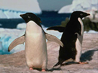 Великобритания заявила свои претензии на Антарктиду