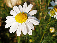 Константин Затулин: В Грузии готовят ромашковую революцию