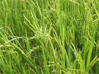 Глава Минсельхоза Японии подал в отставку из-за пестицидов