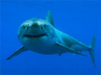 Тридцать видов акул соберут в московском океанариуме