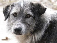 Крупнейший приют для бездомных собак открыт в Москве