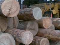 Очередное повышение пошлин на экспорт леса в РФ произойдет через год