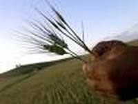 Юлія Тимошенко: Уряд домовився з банкірами про підтримку аграріїв