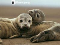 ����������� ������� ����� �� ������ �������