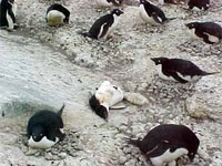 �� ����� ������� ��������� 60 ������� ���������