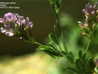 ������������� ��������� ������ ������������