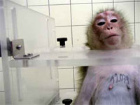 Евросоюз планирует ужесточить правила проведения опытов над животными