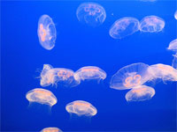 ���� ����������� ������ �������� ������� ����������