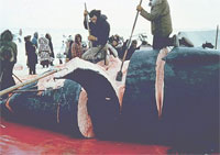 "�������" �������� �������� �������� �� ���