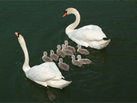 ���������� ������ ������ �� �������� ������