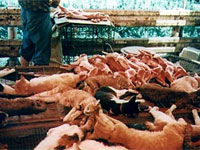 ������ ����� �������� ���������� ���� ����� � ����