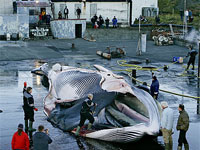 Япония начала охоту на китов и убивает вымирающие виды