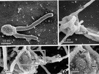 ����������� ������ ����� ����� ����� ���������� ����������