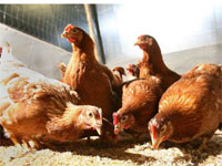 В Великобритании – новая вспышка птичьего гриппа