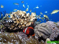 Треть видов рыб в Европе находится под угрозой исчезновения