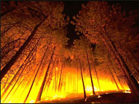 В Грузии горит национальный заповедник «Боржоми»