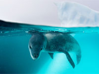 ���������� ���������� �������� ����������� ���� ����������