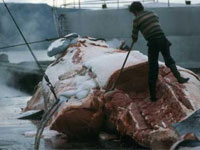 ���� ������ ��������� �� ����� �����