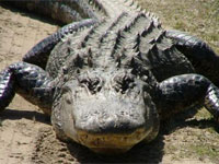 ����� ����������� �������� ���������� � ���-���������