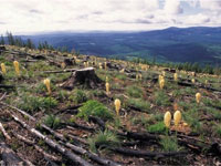 ����������� ���� �������� �������� � ��������� ��������