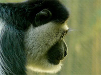 Половине видов приматов грозит вымирание