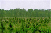 Европа покрывается лесами