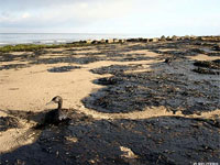 Экосистема Черного моря - в опасности!