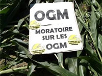 Оккупируют ли трансгенные сельхозкультуры Европу?