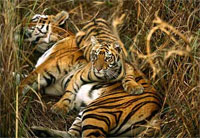 ����� �� ����� ������������: � 2020 ���� �� ����� �� �������� � ����� �������