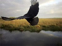 В Британии началась «перепись» всех птиц