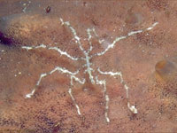 � ����� ���������� ����� ���������� ������� ������