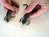 Парадоксальная лягушка поможет в борьбе с диабетом