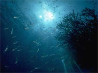 Морские глубины скрывали эффективный антибиотик