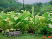 �������� �������������� ���������� ��������� ������� ������ �� 2025 ����