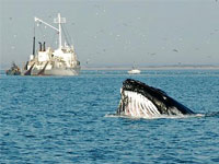 Greenpeace выгнала японских китобоев из Атлантики