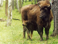 Партия Зеленых Украины защитила зубров