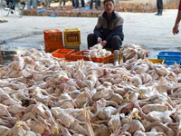 От птичьего гриппа в Японии могут погибнуть 640 000 человек – прогноз