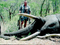 "Защитник слонов" выступил за их отстрел